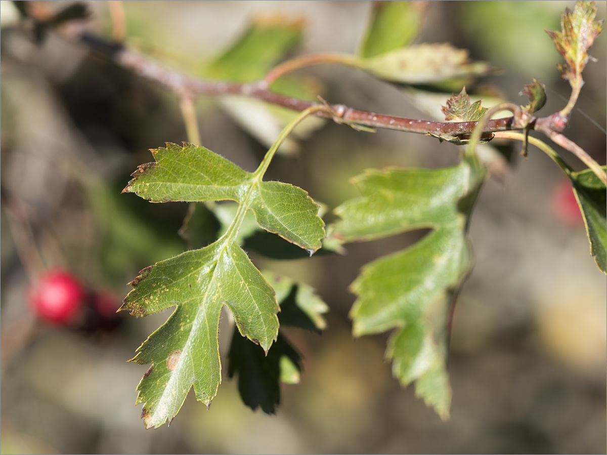 Изображение особи род Crataegus.