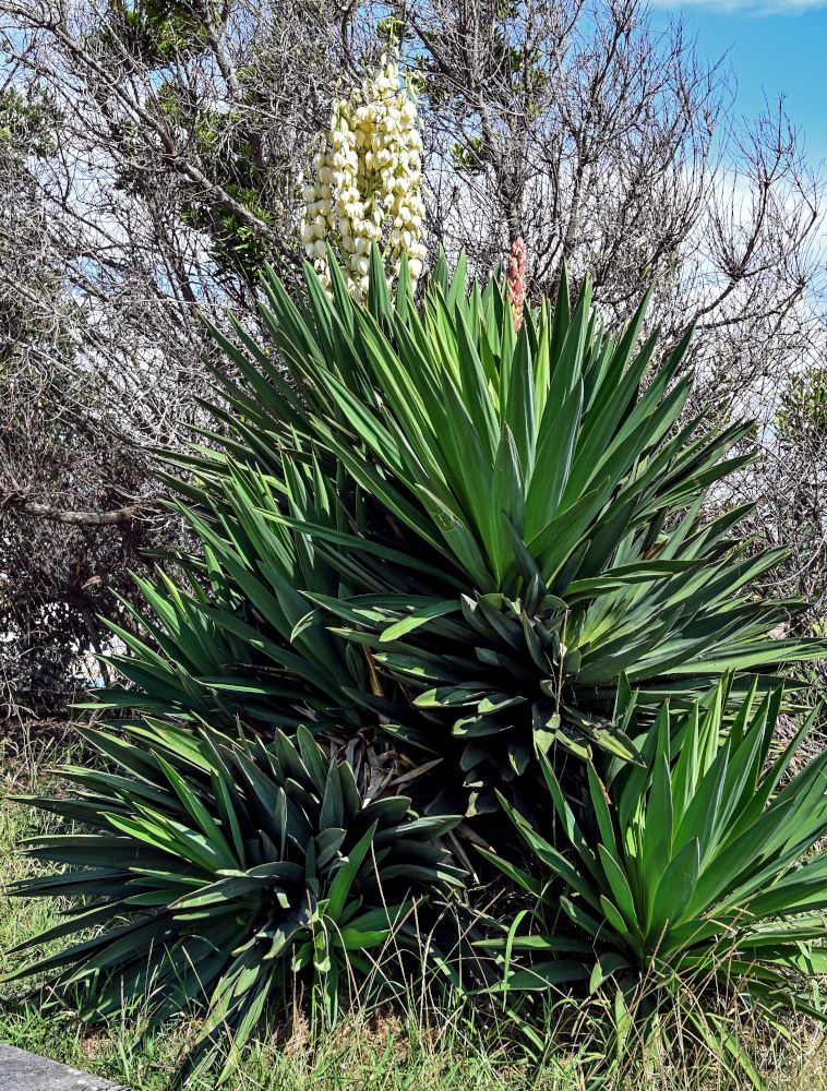 Изображение особи Yucca aloifolia.