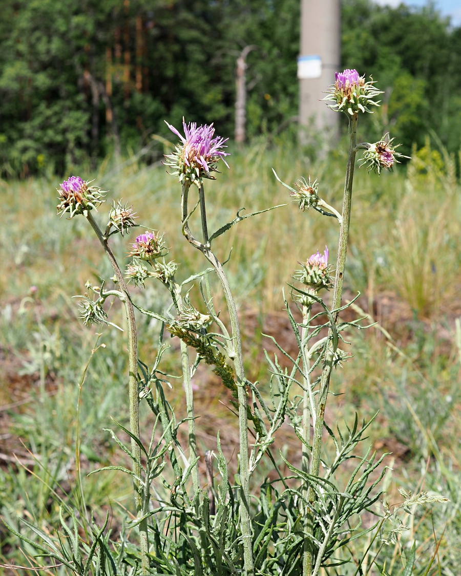 Image of Jurinea cyanoides specimen.