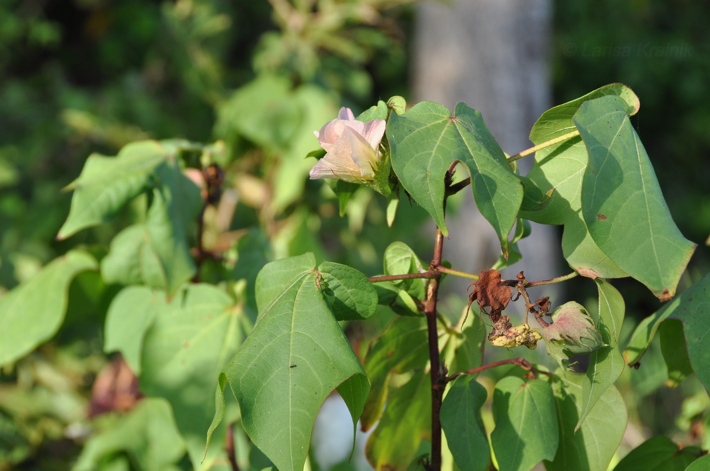 Изображение особи род Gossypium.