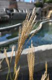 род Miscanthus