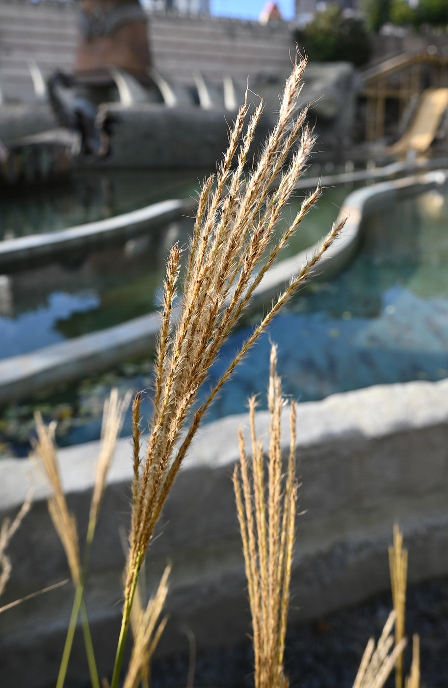 Image of genus Miscanthus specimen.