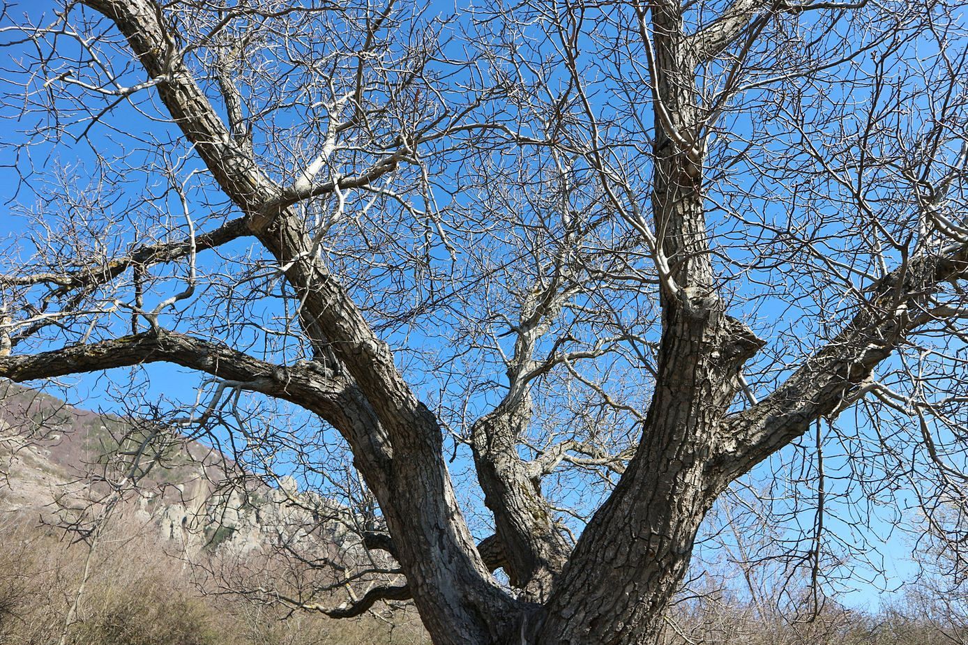 Изображение особи Juglans regia.
