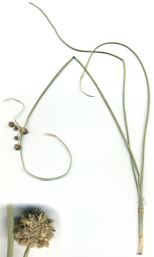 Image of Scirpoides holoschoenus specimen.