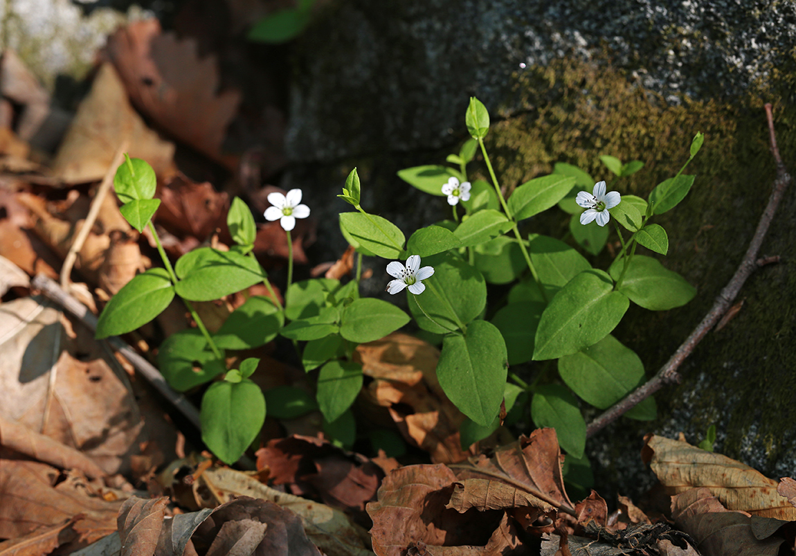 Image of Pseudostellaria davidii specimen.