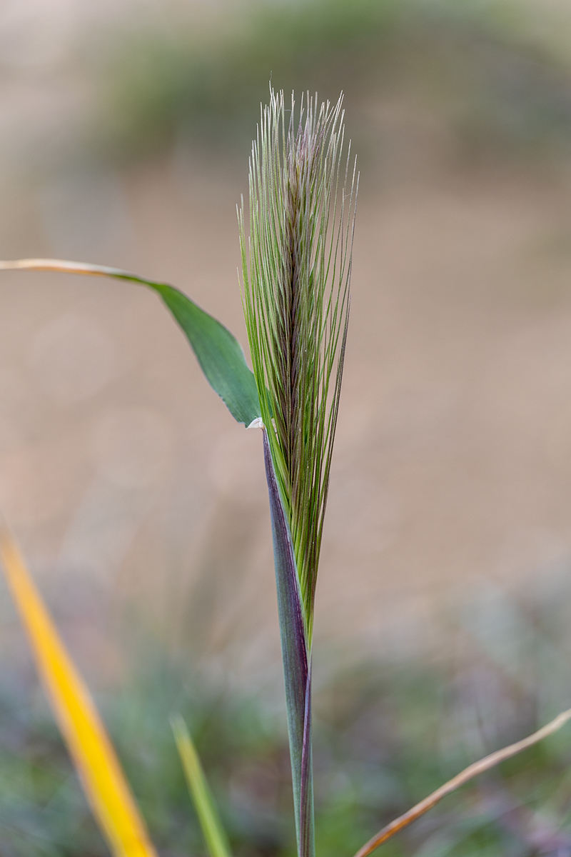 Image of Hordeum murinum specimen.