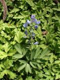 Corydalis turtschaninovii. Цветущее растение. Хабаровский край, г. Комсомольск-на-Амуре, дол. р. Силинка, лиственный лес. 16.05.2026.