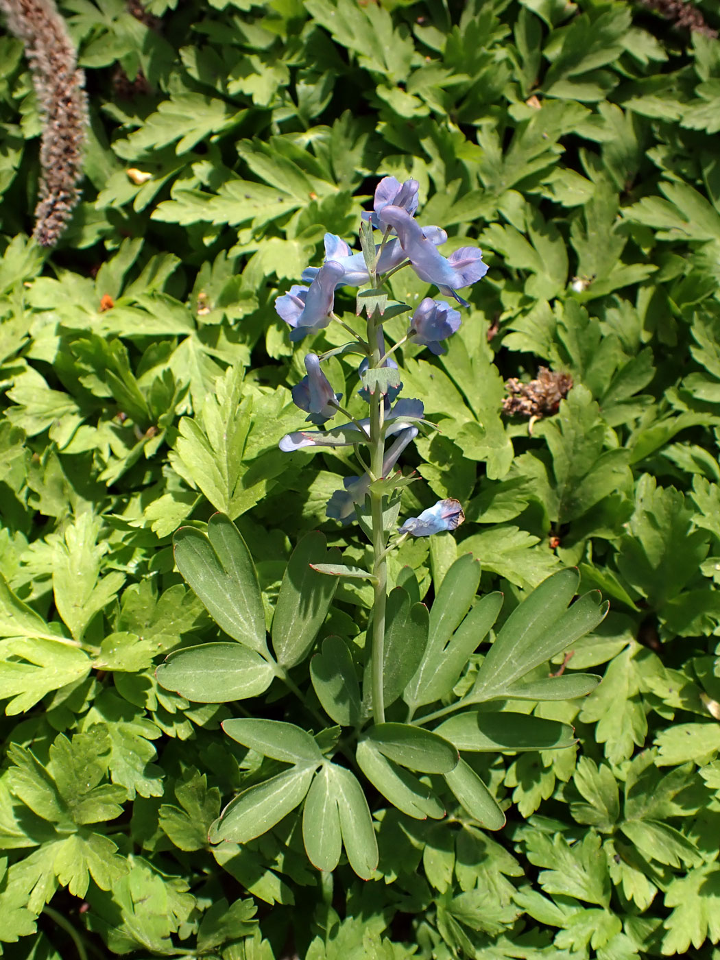 Изображение особи Corydalis turtschaninovii.