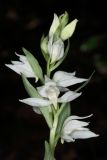 Cephalanthera epipactoides. Соцветие. Краснодарский край, г/о Новороссийск, окр с. Южная Озереевка, заказник Абраусский, выс. 111 м н.у.м., грабинник у ручья. 21.05.2025.