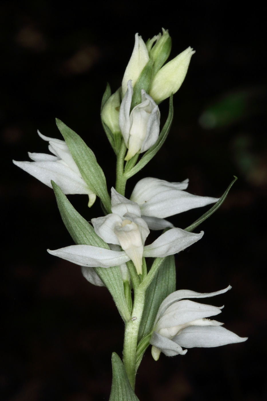 Image of Cephalanthera epipactoides specimen.