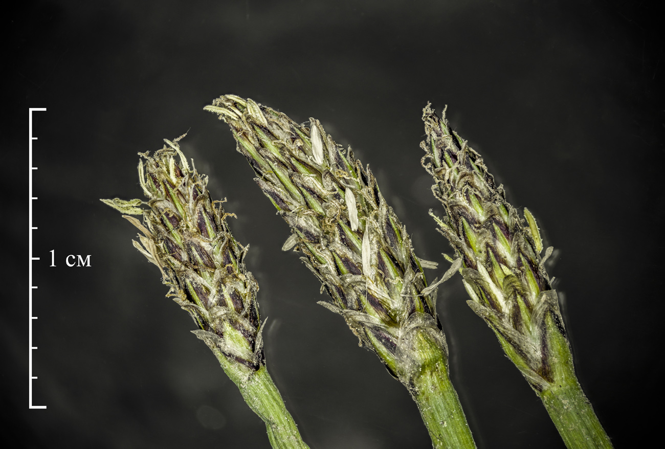 Image of Eleocharis mamillata specimen.