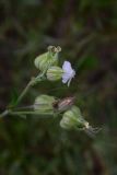 род Silene