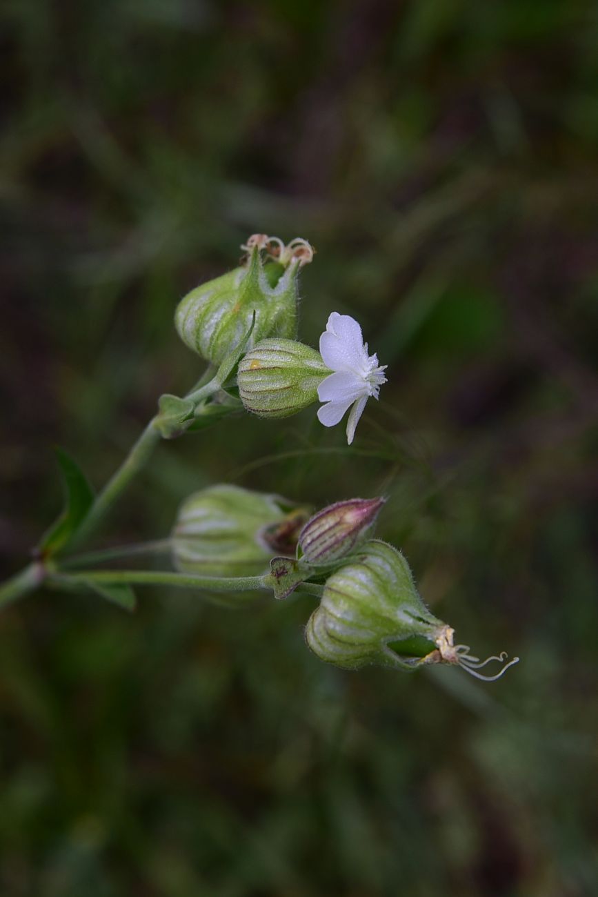 Изображение особи Melandrium latifolium.