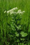Cardaria draba. Цветущее растение. Ростовская обл., Азовский р-н, с. Кугей, степной склон балки. 10.05.2026.
