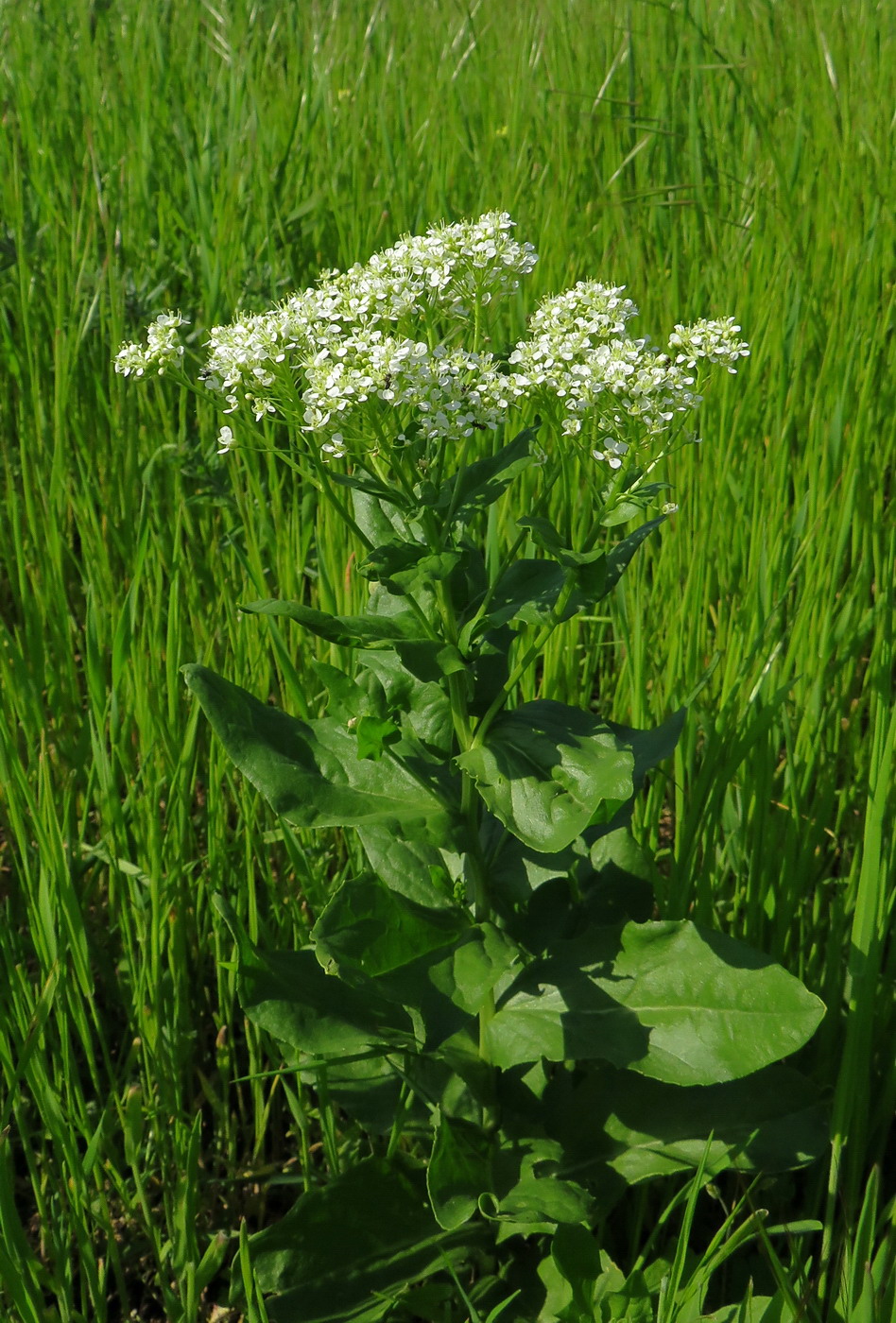 Image of Cardaria draba specimen.