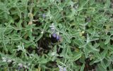familia Lamiaceae. Цветущие побеги. Турция, ил Артвин, р-н Шавшат, скала с крепостью Шавшат, на мелкозёме 11 июня 2026 г.