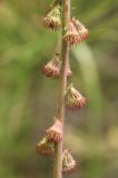 Agrimonia eupatoria