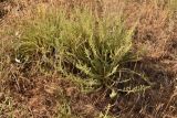 genus Camphorosma. Цветущее растение. Калмыкия, окр. пгт Цаган-Аман, сухая степь вблизи трассы Астрахань-Волгоград. 29.08.2026.