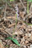 Neottianthe cucullata
