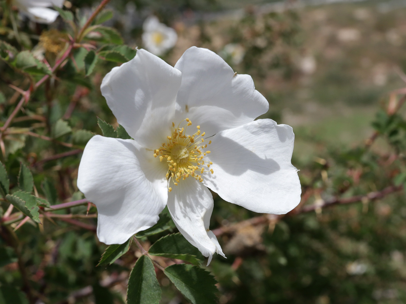 Изображение особи род Rosa.