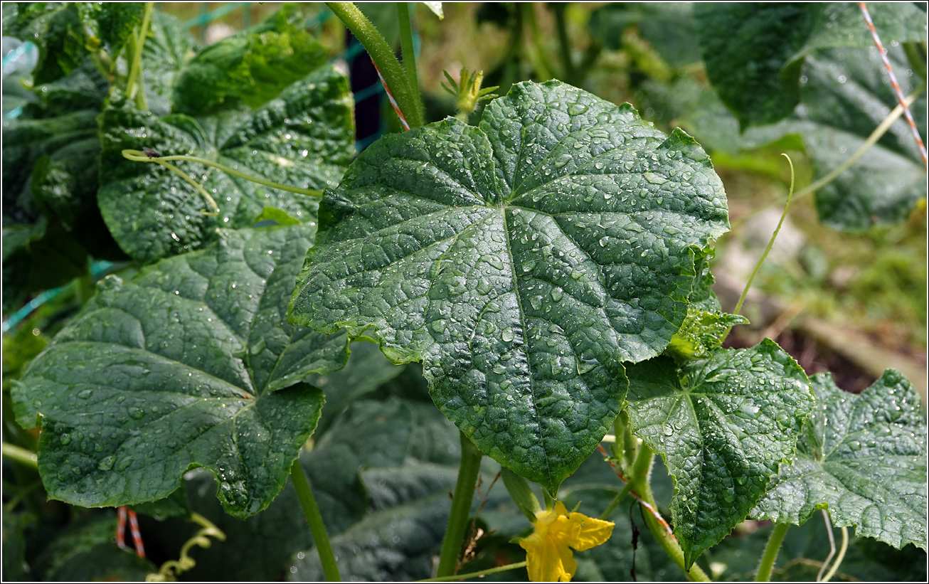 Image of Cucumis sativus specimen.