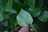 род Betula
