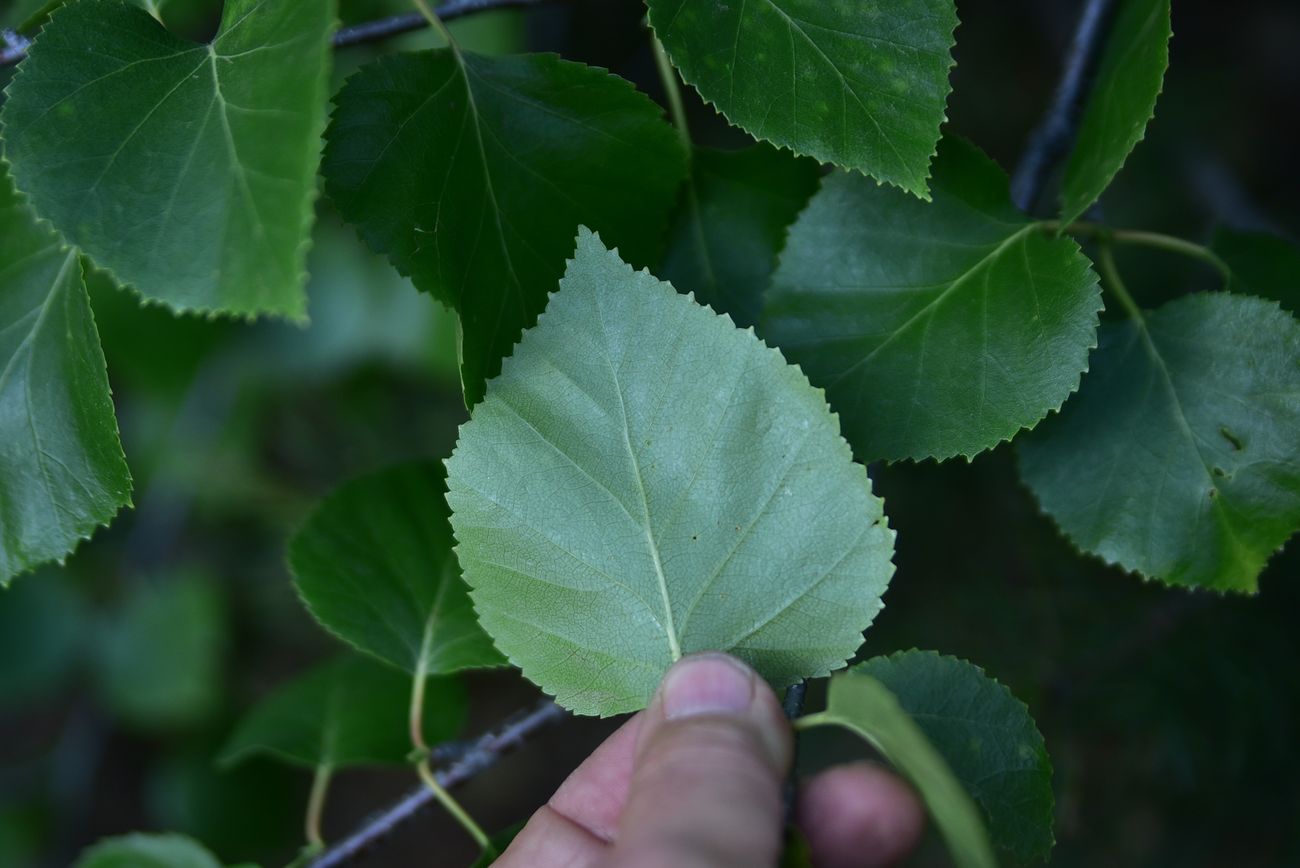 Изображение особи род Betula.