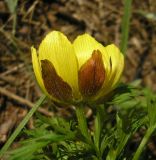 Adonis volgensis