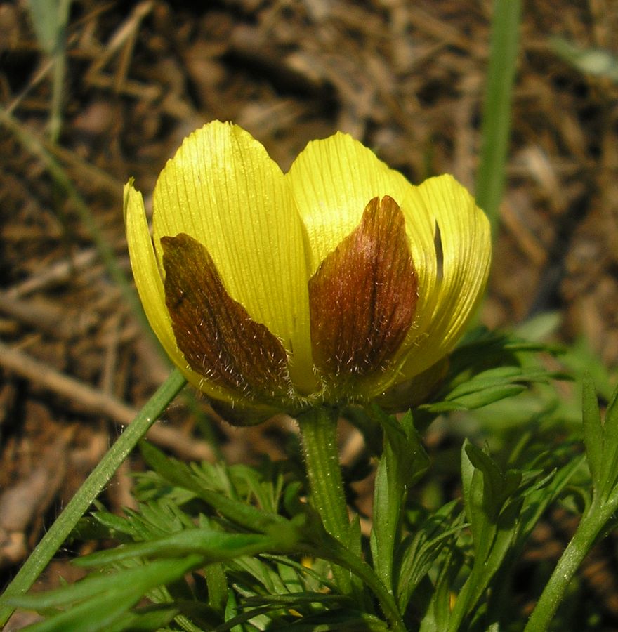 Image of Adonis volgensis specimen.