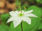 Trientalis europaea. Цветок. Нидерланды, провинция Drenthe, окрестности населённого пункта Zeijen, смешанный лес. 6 июня 2010 г.