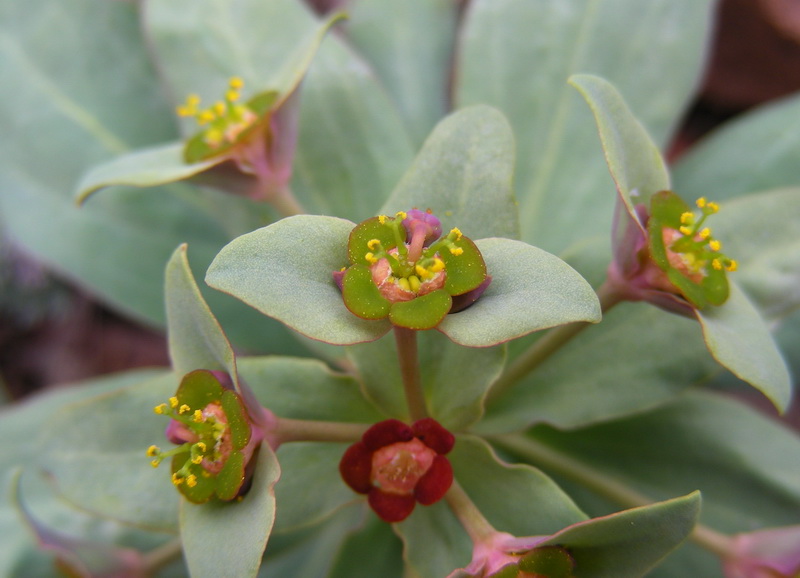 Изображение особи Euphorbia rapulum.