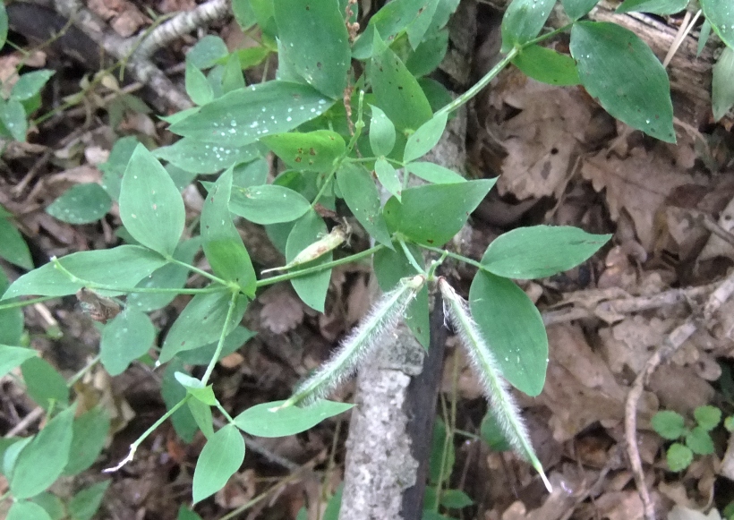 Изображение особи Lathyrus laxiflorus.