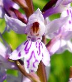 Dactylorhiza fuchsii