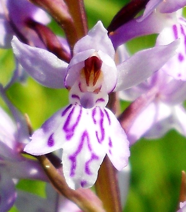 Изображение особи Dactylorhiza fuchsii.