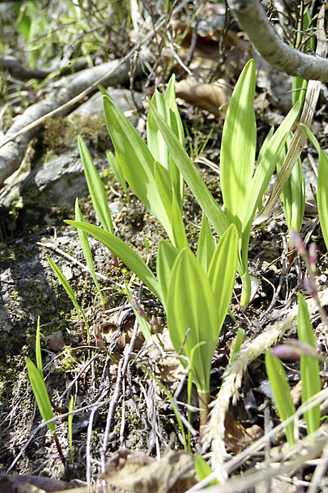 Изображение особи Allium victorialis.
