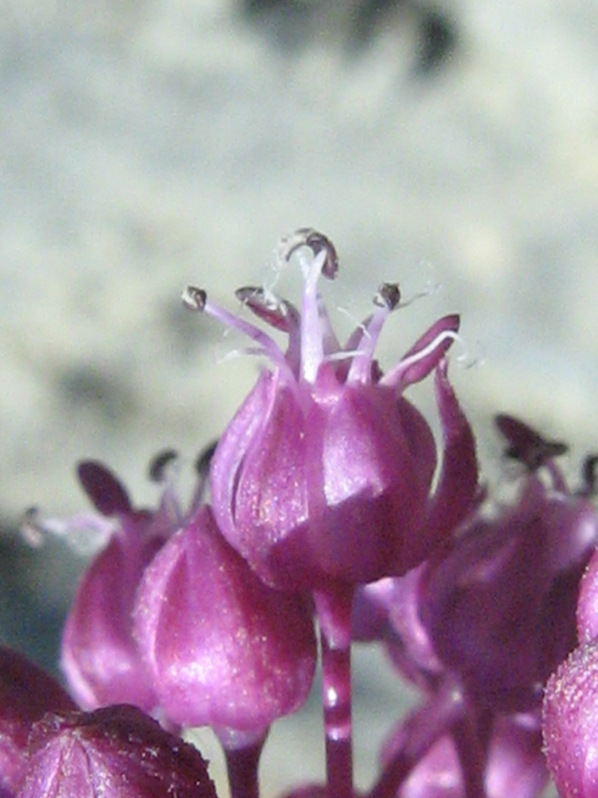 Image of Allium atroviolaceum specimen.