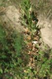 Ononis arvensis