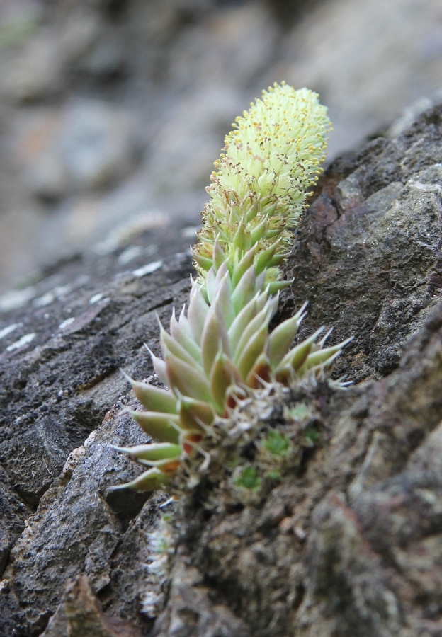 Image of Orostachys spinosa specimen.