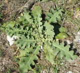 Verbascum sinuatum. Розетка листев. Черноморское побережье Кавказа, щель Прасковеевская, обочина дороги в ущелье. 24.08.2011.