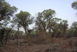 Populus pruinosa. Взрослые деревья в лесу. Таджикистан, заповедник \"Тигровая балка\", южная часть. 17.04.2011.