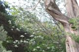 Sorbus taurica