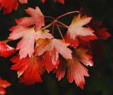 Ribes aureum. Ветвь с листьями в осенней окраске. Подмосковье, в культуре. 27.09.2008.