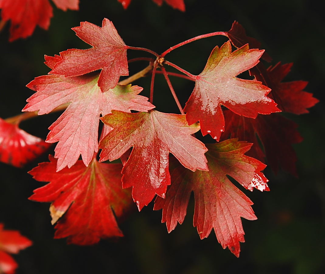 Изображение особи Ribes aureum.