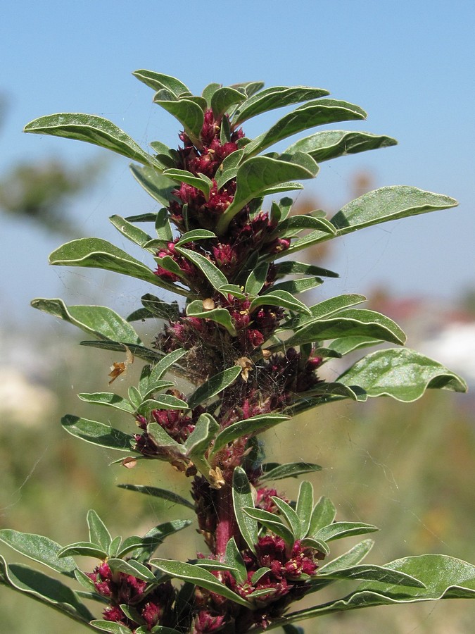 Изображение особи Amaranthus sylvestris.