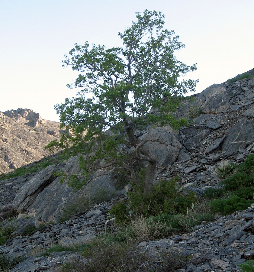 Image of Acer semenovii specimen.