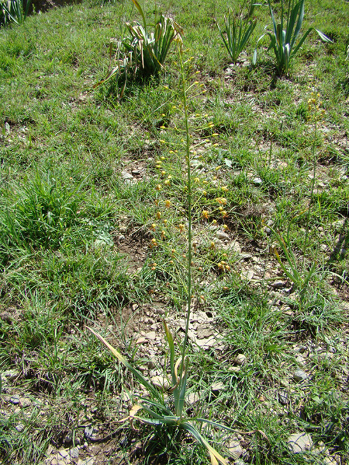 Image of Eremurus czatkalicus specimen.