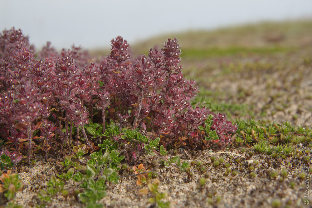 Изображение особи Thymus subarcticus.