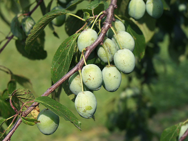 Изображение особи Prunus domestica.