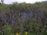 Delphinium schmalhausenii