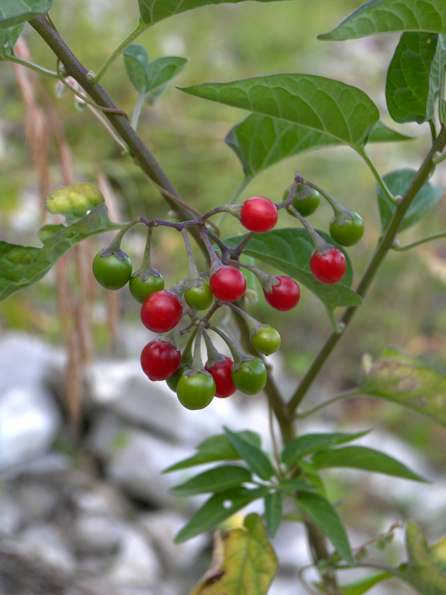 Изображение особи Solanum pseudopersicum.